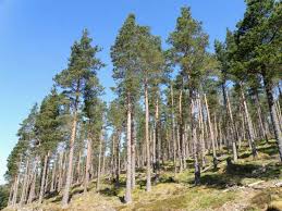 Attēlu rezultāti vaicājumam “Pinus sylvestris var. turfosa”