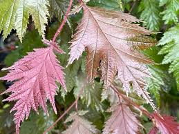 Attēlu rezultāti vaicājumam “Corylus avellana leaf”