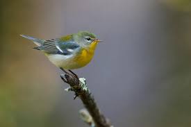 Image result for Parula americana