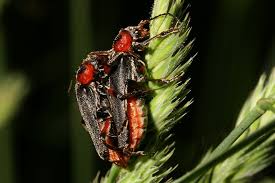 Attēlu rezultāti vaicājumam “Cantharis rustica imago”