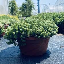 Attēlu rezultāti vaicājumam “Sedum hispanicum fruit”