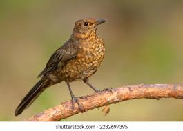 Attēlu rezultāti vaicājumam “Turdus merula juvenile”