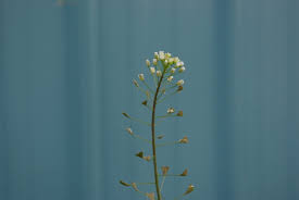 Attēlu rezultāti vaicājumam “Capsella bursa-pastoris flower”
