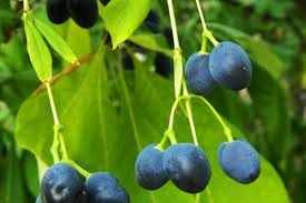 Attēlu rezultāti vaicājumam “Hymenoscyphus fructigenus var. coryli”