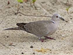 Attēlu rezultāti vaicājumam “Streptopelia decaocto adult”