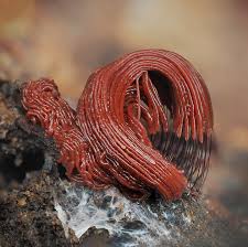 Attēlu rezultāti vaicājumam “Lycogala exiguum aggr. macro”