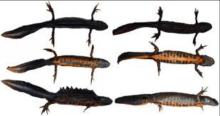 Attēlu rezultāti vaicājumam “Triturus vulgaris female”