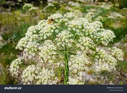 Attēlu rezultāti vaicājumam “Laserpitium latifolium leaf”