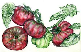 Afbeeldingsresultaat voor cherokee purple tomato