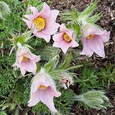 Attēlu rezultāti vaicājumam “Pulsatilla vulgaris”