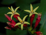 Spigelia marilandica (<b>Loganiaceae</b>) image 32139 at PlantSystematics.