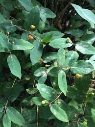 Attēlu rezultāti vaicājumam “Lonicera tatarica leaf”