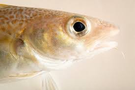 Image result for Gadus morhua