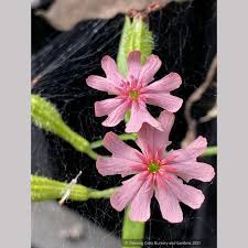 Attēlu rezultāti vaicājumam “Silene chalcedonica flower”
