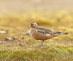 Attēlu rezultāti vaicājumam “Phalaropus fulicarius adult”