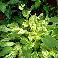 Image result for Hosta White Feather