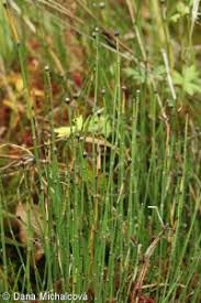 Attēlu rezultāti vaicājumam “Equisetum variegatum”