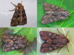 Attēlu rezultāti vaicājumam “Mniotype satura”