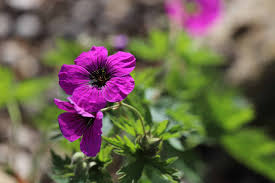 Image result for Geranium `Sandrine`