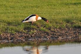 Attēlu rezultāti vaicājumam “Tadorna tadorna juvenile”