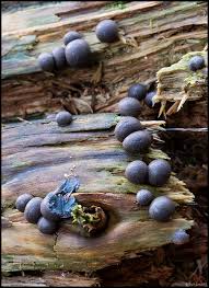 Attēlu rezultāti vaicājumam “Lycogala alisaulianovae”