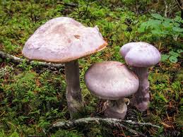 Attēlu rezultāti vaicājumam “Cortinarius traganus”