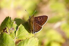 Attēlu rezultāti vaicājumam “Lycaena tityrus female”
