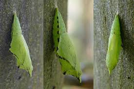 Attēlu rezultāti vaicājumam “Pieris napi underside”