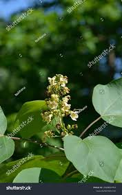 Attēlu rezultāti vaicājumam “Catalpa ovata leaf”