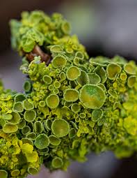 Attēlu rezultāti vaicājumam “Xanthoria parietina”