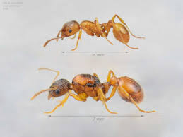 Attēlu rezultāti vaicājumam “Myrmica rubra”