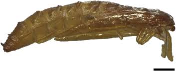 Attēlu rezultāti vaicājumam “Tineidae”