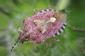 Attēlu rezultāti vaicājumam “Dolycoris baccarum”