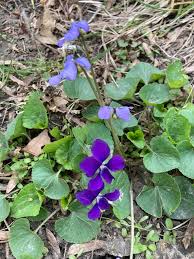 Attēlu rezultāti vaicājumam “Viola sororia”