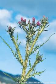 Attēlu rezultāti vaicājumam “Cirsium palustre flower”