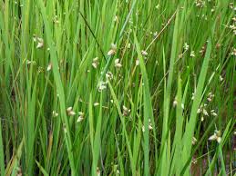 Attēlu rezultāti vaicājumam “Lycogala maculatum sessile”