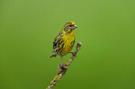 Image result for Serinus serinus