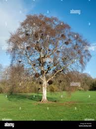 Attēlu rezultāti vaicājumam “Taphrina betulina”