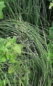 Attēlu rezultāti vaicājumam “Trichophorum cespitosum”