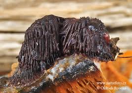 Attēlu rezultāti vaicājumam “Stemonitis fusca”