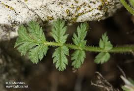 Attēlu rezultāti vaicājumam “Erodium cicutarium leaf”