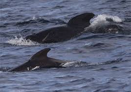 Image result for Globicephala melas