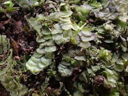 Attēlu rezultāti vaicājumam “Calypogeia neesiana”