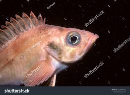 Image result for Sebastes fasciatus