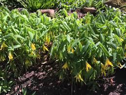 Attēlu rezultāti vaicājumam “Uvularia grandiflora”
