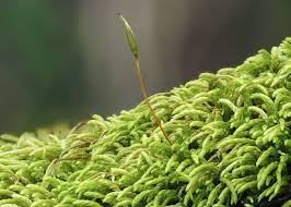 Attēlu rezultāti vaicājumam “Pterigynandrum filiforme”