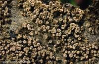 Attēlu rezultāti vaicājumam “Merismodes anomala”