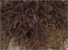 Attēlu rezultāti vaicājumam “Cetraria aculeata”