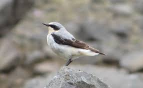 Attēlu rezultāti vaicājumam “Oenanthe oenanthe”