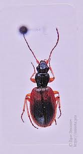 Attēlu rezultāti vaicājumam “Anchomenus dorsalis”